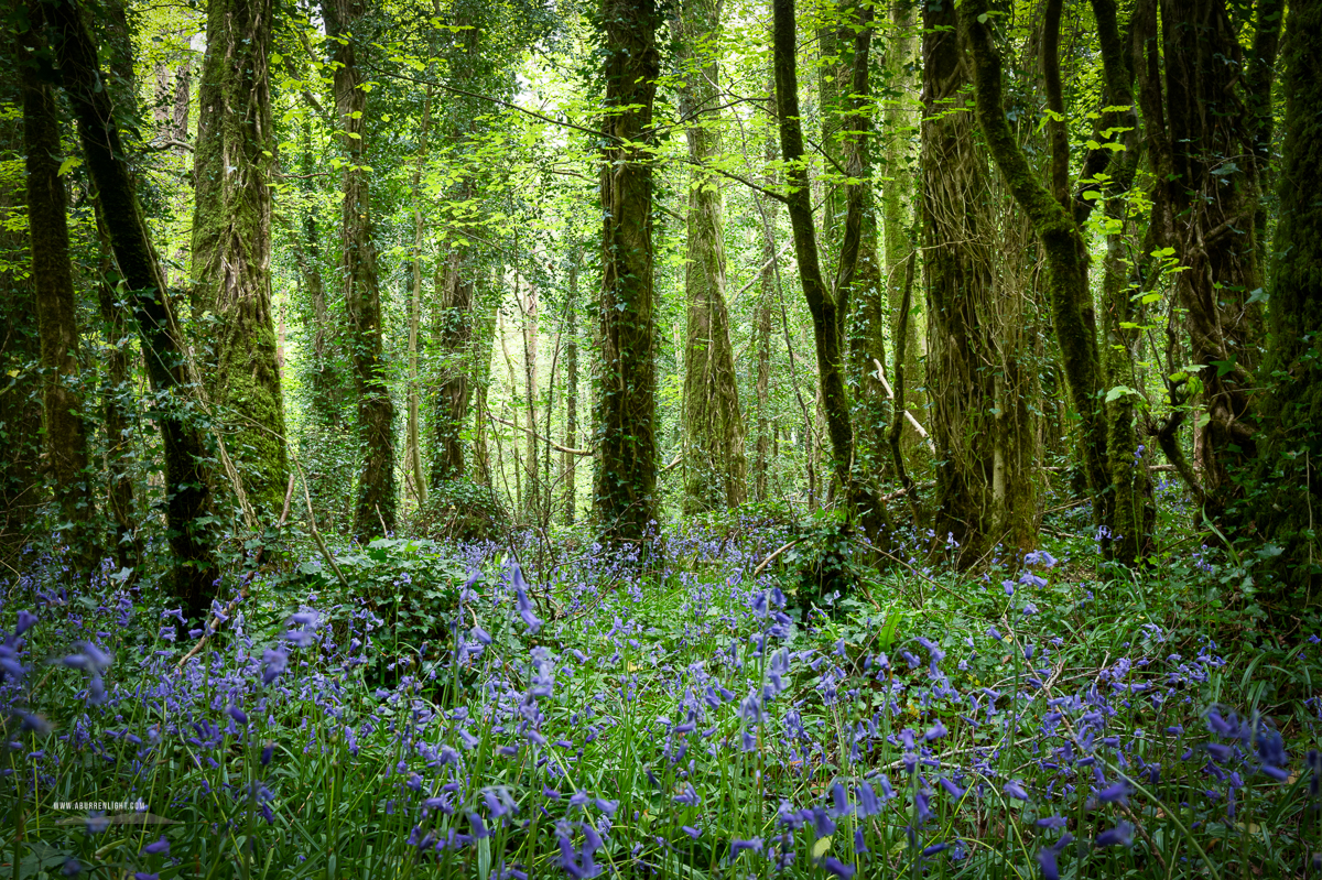 Bluebells carpeting a green woodland beneath filtered spring light at Coole Park near Gort, County Galway