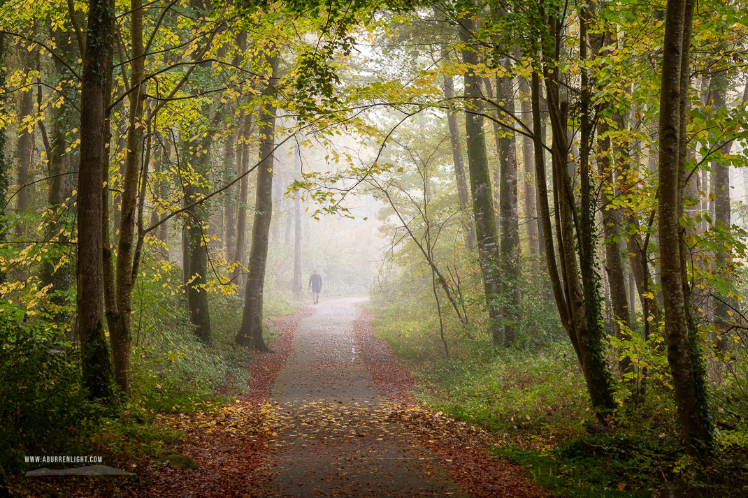 Coole Park Gort Galway Ireland - autumn,coole,mist,october,silhouette,woods,lowland