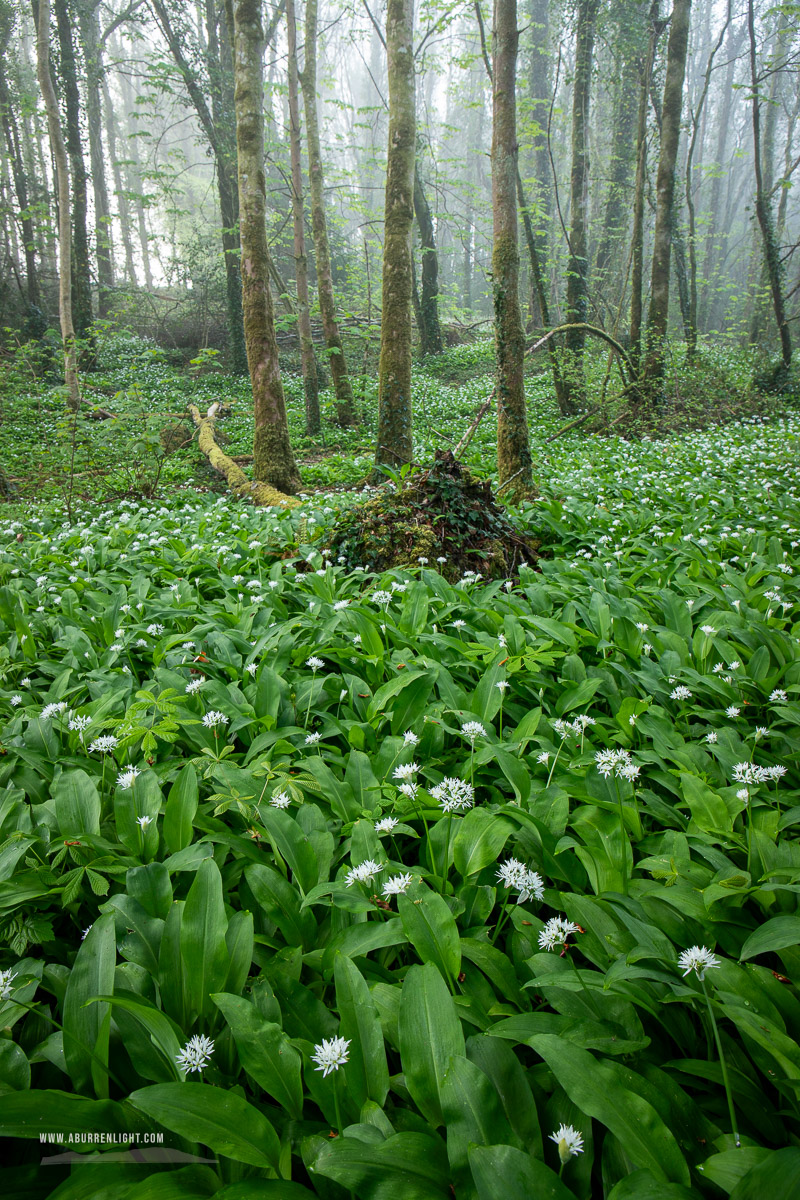 Coole Park Gort Galway Ireland - april,coole,flowers,garlic,lowland,mist,park,spring,woods,portfolio