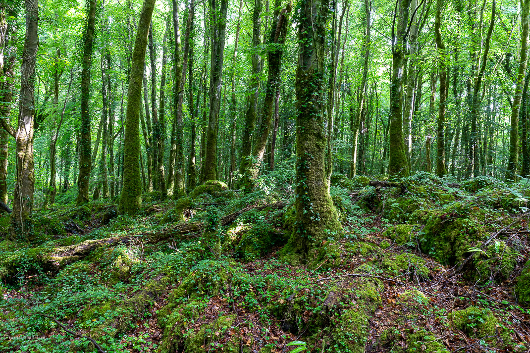 Coole Park Gort Galway Ireland - coole,july,summer,woods,green,lowland