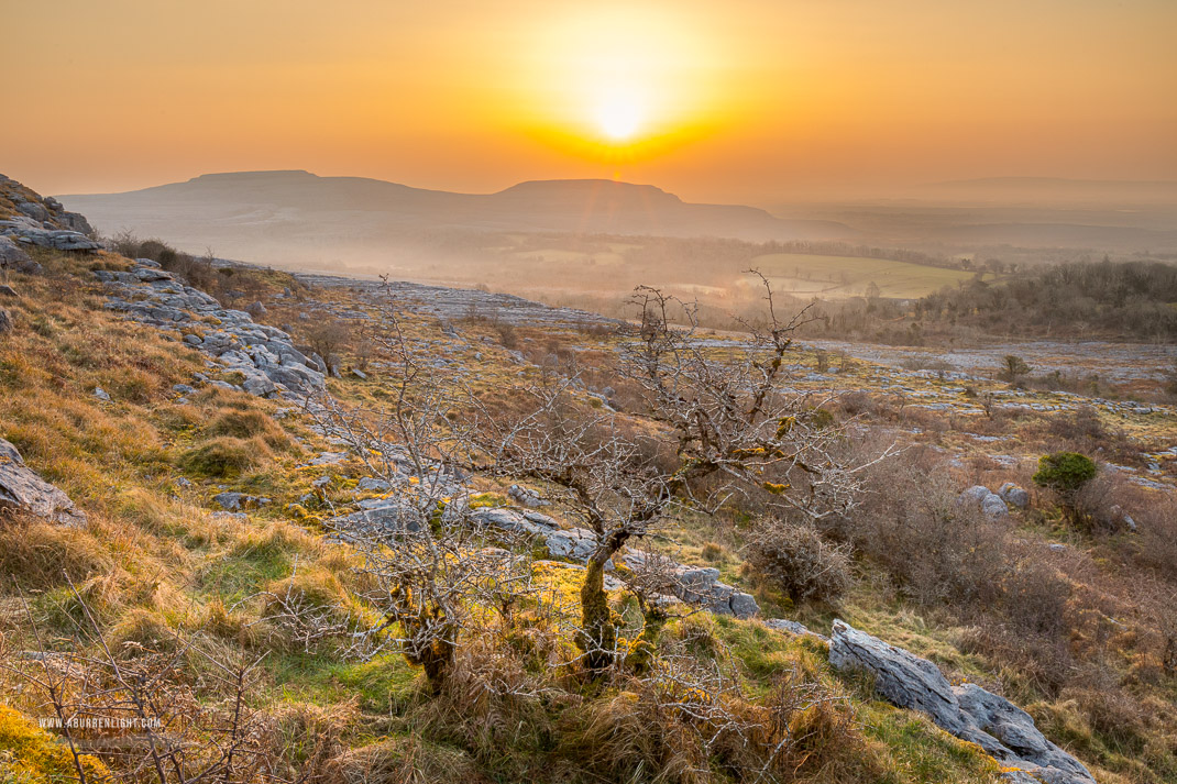 Fahee North Carron Burren East Clare Ireland - fahee,golden hour,lone tree,march,mist,spring,sunrise,portfolio,hills