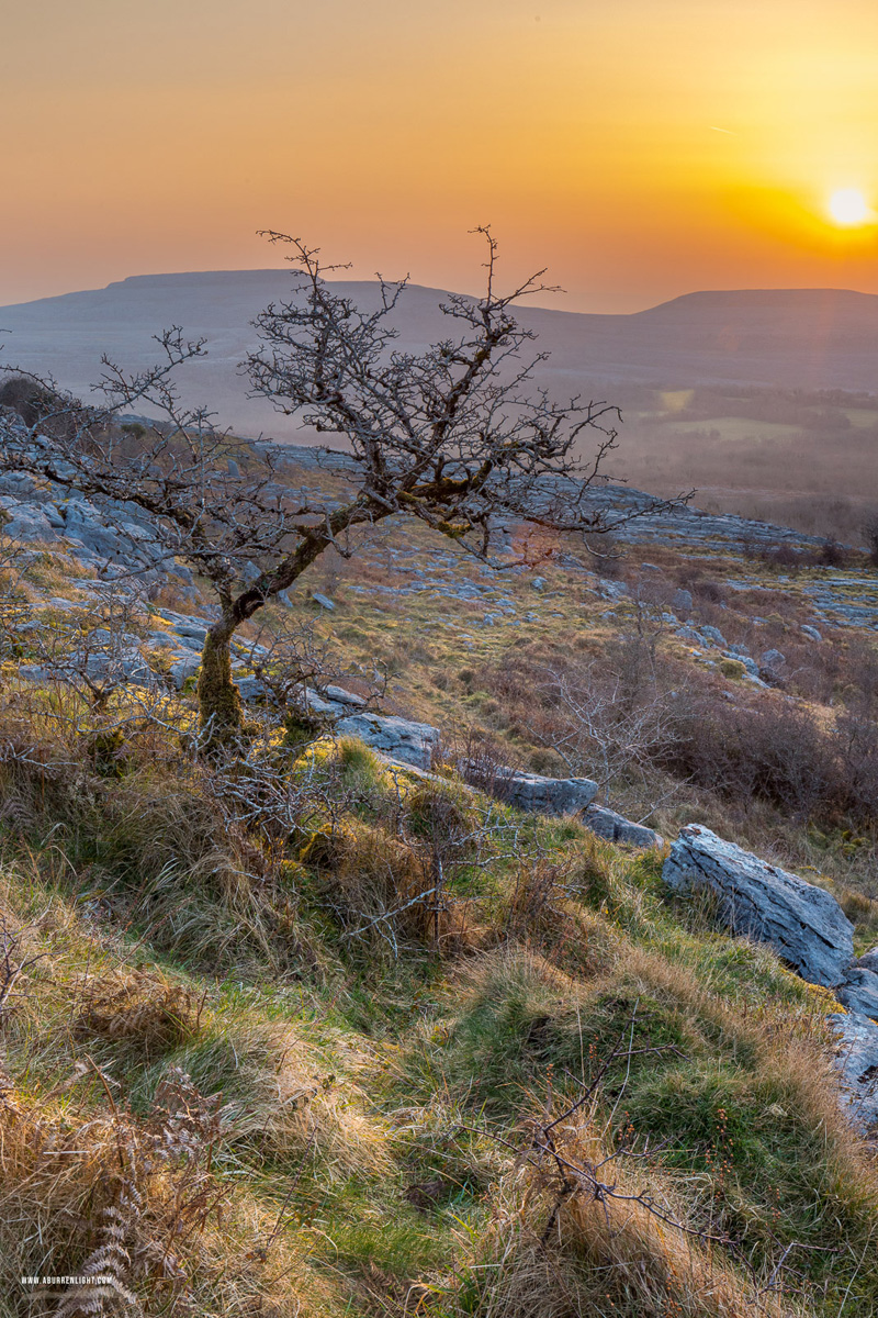 Fahee North Carron Burren East Clare Ireland - fahee,golden hour,lone tree,march,mist,spring,sunrise,hills,orange
