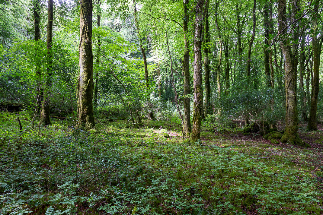 Garryland Woods Gort Galway Ireland - garryland,july,summer,woods,green,lowland