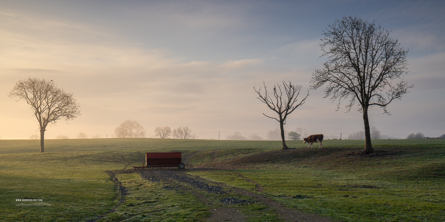 Gort Galway Ireland - animal,april,golden,gort,livestock,lowland,mist,panorama,rural,spring,sunrise