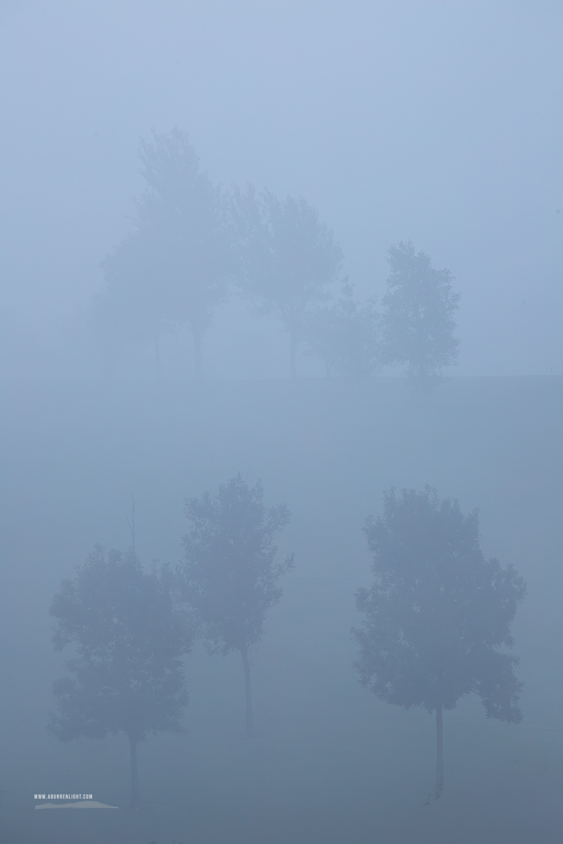 Tall trees fading into dense blue sunrise fog in the lowlands near Gort, County Galway