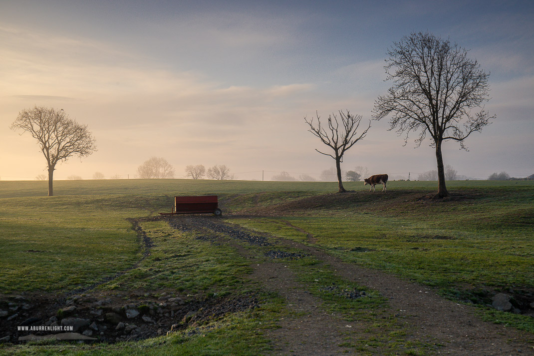 Gort Galway Ireland - animal,april,golden,gort,livestock,lowland,mist,portfolio,rural,spring,sunrise,limited