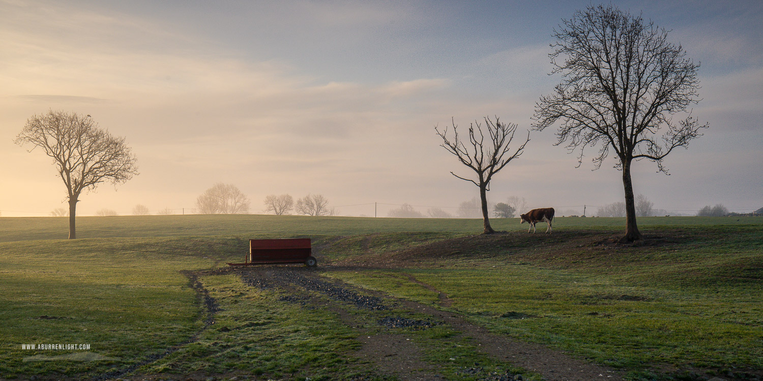 Gort Galway Ireland - animal,april,golden,gort,livestock,lowland,mist,panorama,portfolio,rural,spring,sunrise
