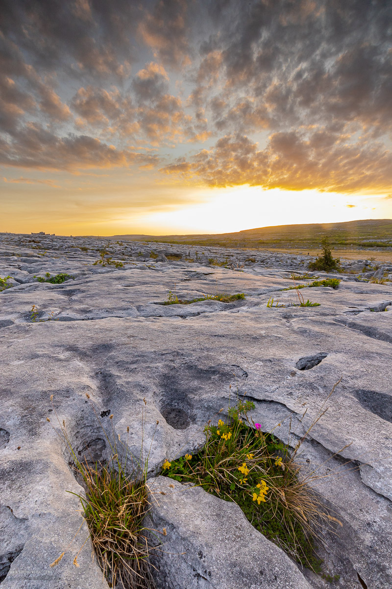 Mullaghmore Burren National Park Clare Ireland - flower,may,mullaghmore,spring,sunset,park,golden