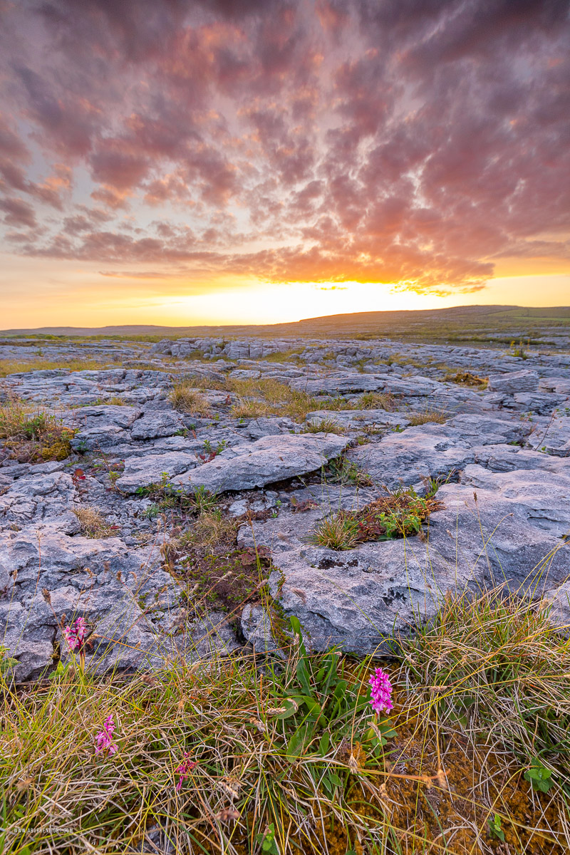 Mullaghmore Burren National Park Clare Ireland - dusk,flower,may,mullaghmore,spring,sunset,park,golden