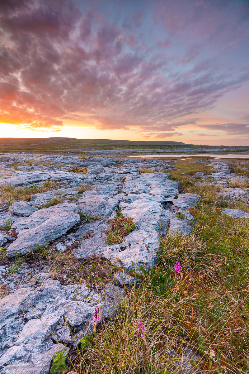 Mullaghmore Burren National Park Clare Ireland - dusk,flower,may,mullaghmore,spring,sunset,park,golden,pick-park