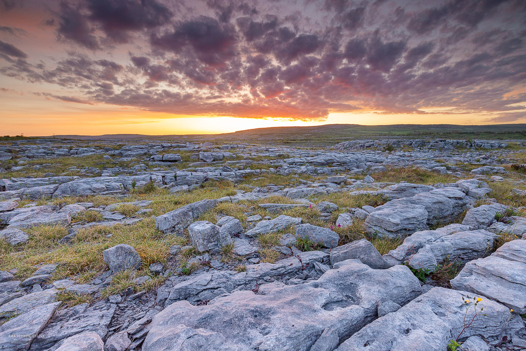 Mullaghmore Burren National Park Clare Ireland - dusk,flower,may,mullaghmore,red,spring,sunset,park,golden