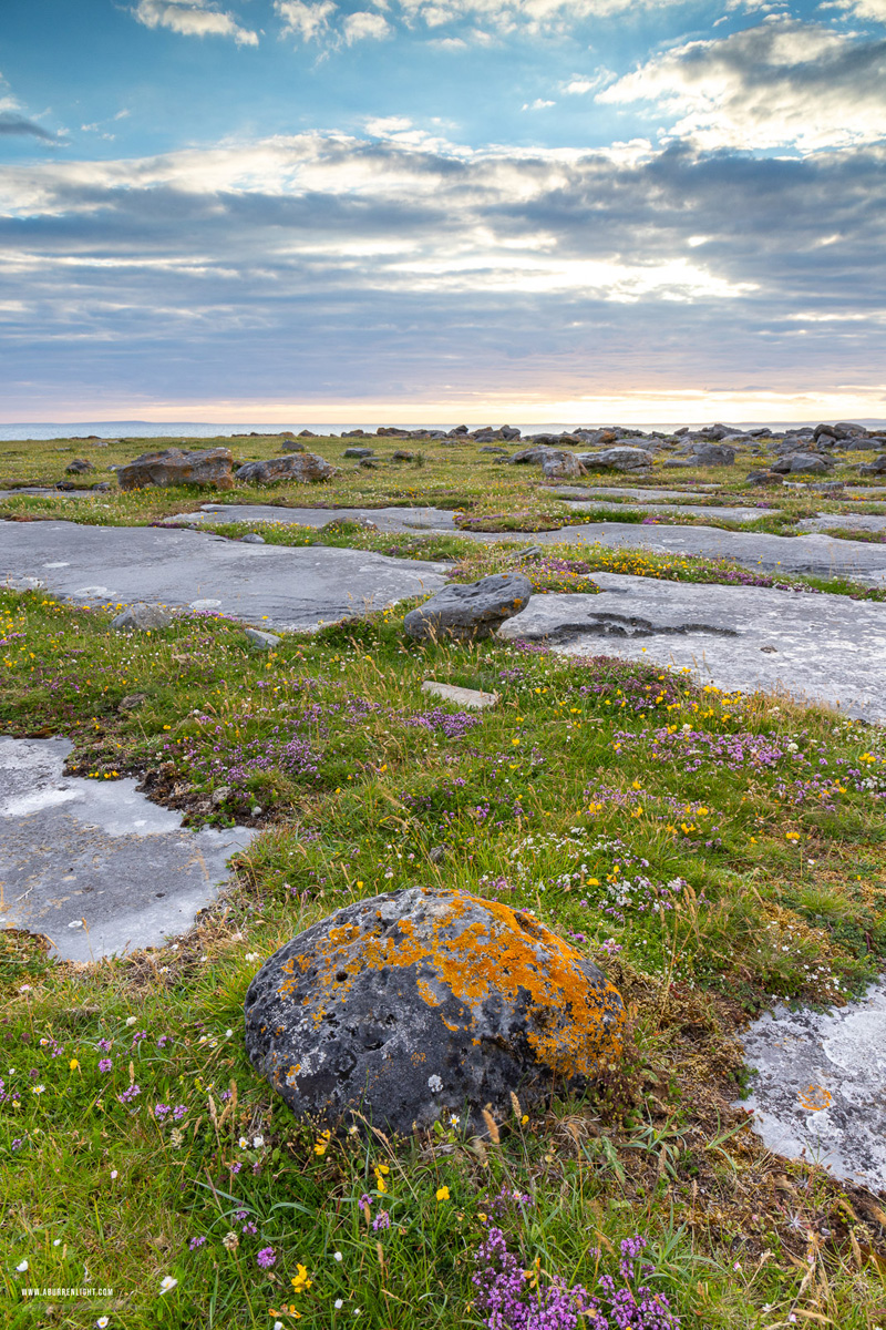 Murrooughtoohy Black Head Fanore Wild Atlantic Way Clare Ireland - black head,erratic,flowers,june,murrooughtoohy,summer,sunset,coast