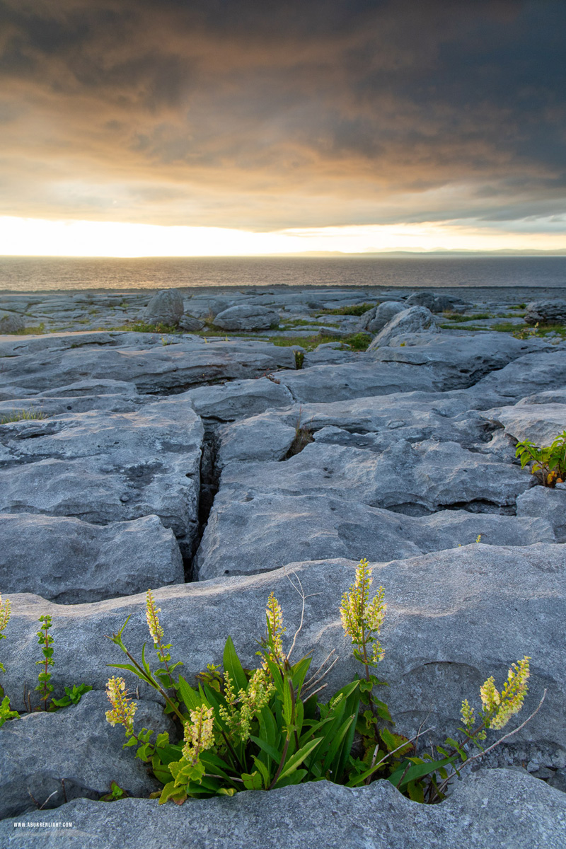 Murrooughtoohy Black Head Fanore Wild Atlantic Way Clare Ireland - black head,flowers,july,murrooughtoohy,summer,sunset,portfolio,coast
