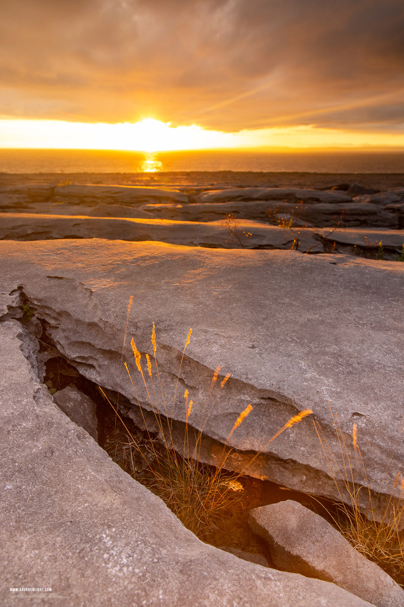 Murrooughtoohy Black Head Fanore Wild Atlantic Way Clare Ireland - black head,flowers,golden hour,july,murrooughtoohy,summer,sunset,coast