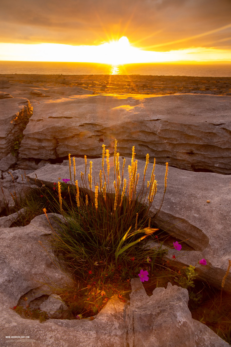 Murrooughtoohy Black Head Fanore Wild Atlantic Way Clare Ireland - black head,flowers,golden hour,july,murrooughtoohy,summer,sunset,sunstar,coast
