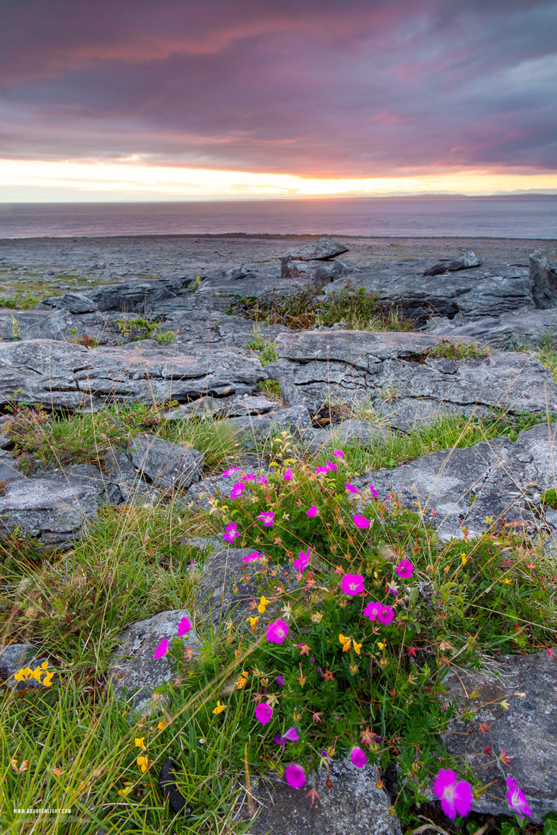Murrooughtoohy Black Head Fanore Wild Atlantic Way Clare Ireland - black head,erratic,flowers,june,murrooughtoohy,pink,summer,sunset,coast