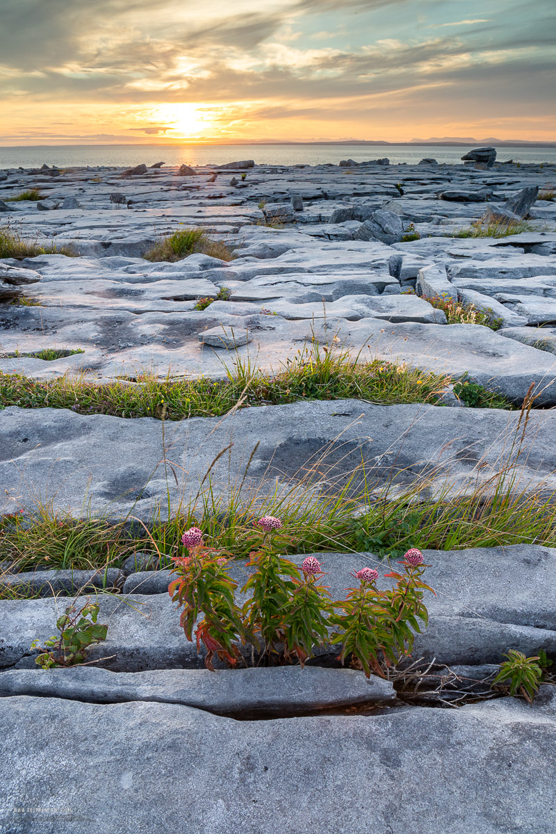Murrooughtoohy Black Head Fanore Wild Atlantic Way Clare Ireland - black head,fanore,flower,july,murrooughtoohy,summer,sunset,coast,golden