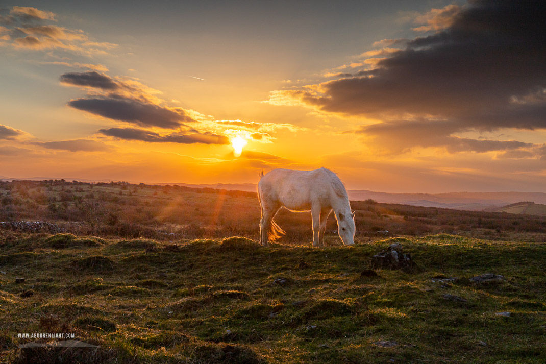 Parknabinnia Wedge Tomb Roughan Hill Kilnaboy Burren Clare Ireland - animal,february,golden hour,horse,parknabinnia,roughan,sunset,winter,hills