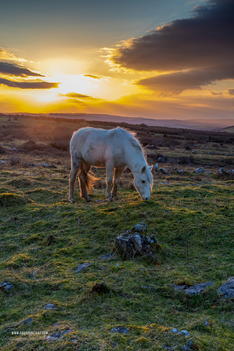 Parknabinnia Wedge Tomb Roughan Hill Kilnaboy Burren Clare Ireland - animal,february,golden hour,horse,parknabinnia,roughan,sunset,winter,hills