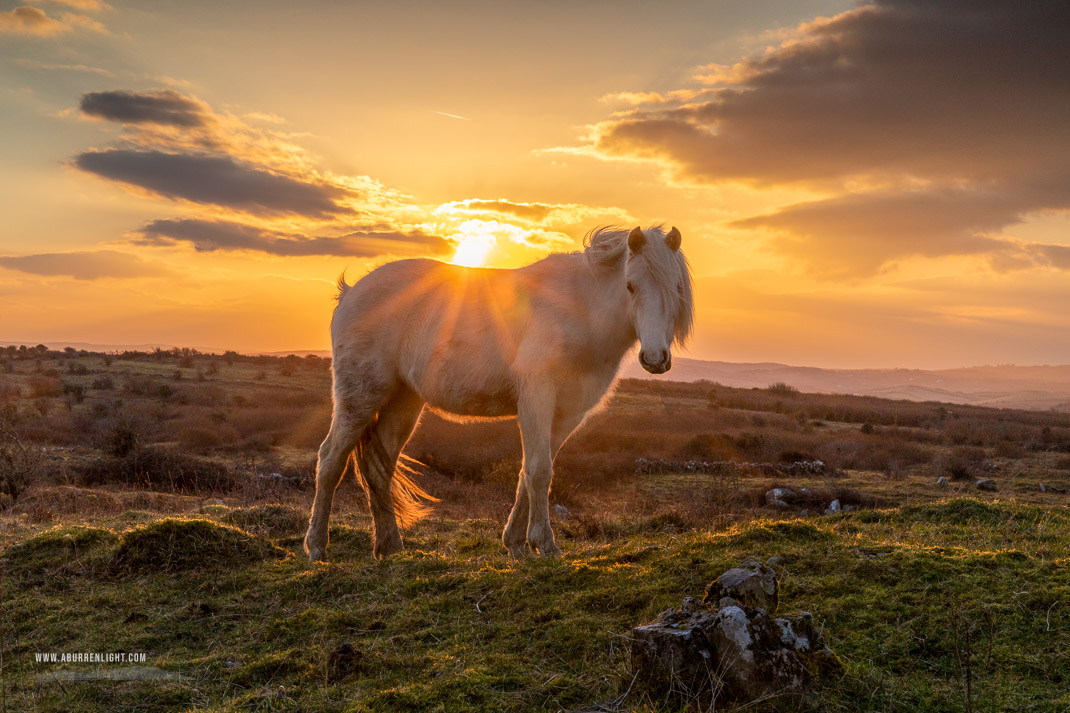 Parknabinnia Wedge Tomb Roughan Hill Kilnaboy Burren Clare Ireland - animals,february,golden hour,horse,parknabinnia,roughan,sunset,winter,portfolio,hills