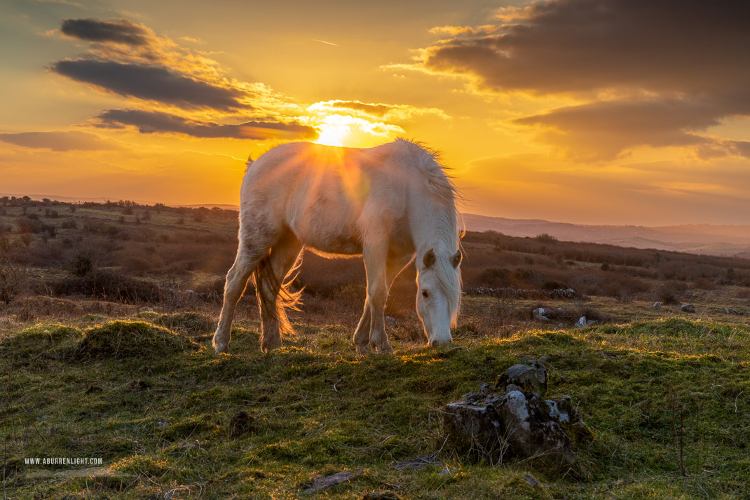 Parknabinnia Wedge Tomb Roughan Hill Kilnaboy Burren Clare Ireland - animals,february,golden hour,horse,parknabinnia,roughan,sunset,winter,hills