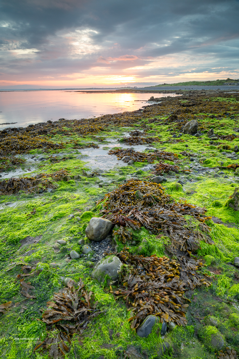 Rosshill Beach Aughinigh Peninsula Kinvara Wild Atlantic Way Clare Ireland - algae,coast,rosshill,september,summer,sunrise,golden