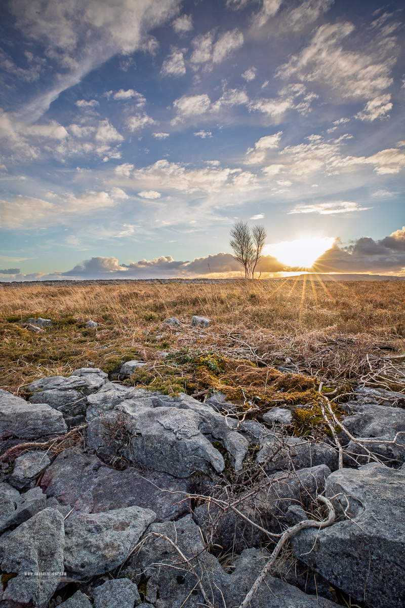 The Burren Clare Ireland - evening,golden,lowlands,march,portfolio,roots,sunset,sunstar,winter