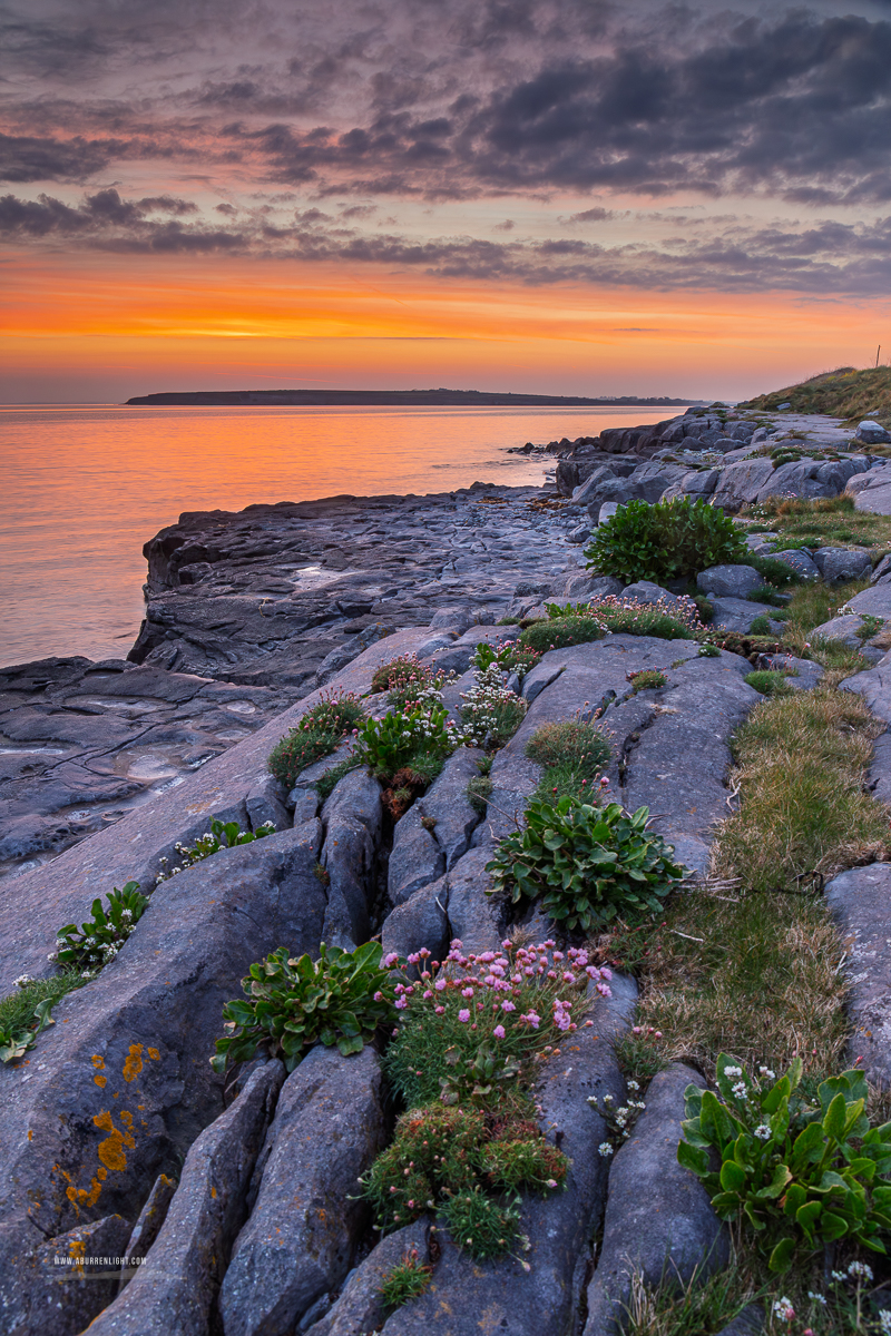 The Flaggy Shore Kinvara Wild Atlantic Way Clare Ireland - april,coast,flaggy shore,flowers,orange,pick-coast,spring,sunrise,thrift