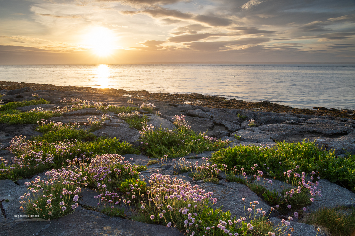 The Flaggy Shore Kinvara Wild Atlantic Way Clare Ireland - coast,flaggy shore,flower,golden,may,spring,sunset,thrift,pick-coast