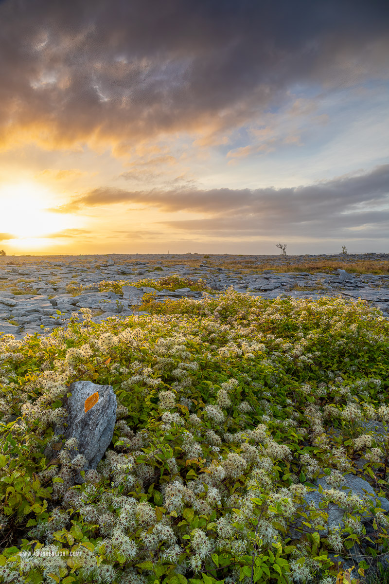 The Burren Clare Ireland - august,flower,golden,lowland,summer,sunrise