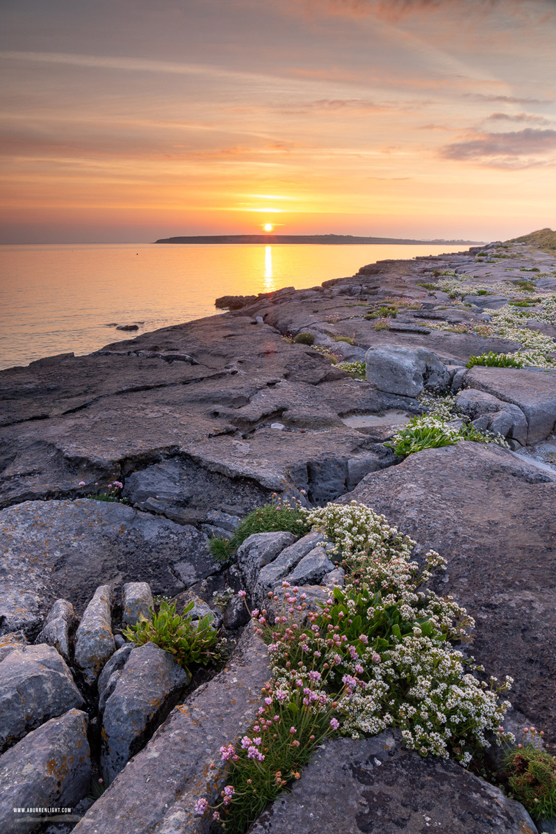The Flaggy Shore Kinvara Wild Atlantic Way Clare Ireland - april,flaggy shore,flowers,orange,spring,sunrise,coast,orange