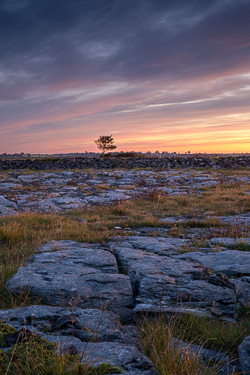 autumn,lone tree,lowlands,red,september,twilight,walls,pick-lowland