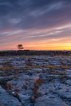 autumn,lone tree,lowlands,red,september,twilight,walls
