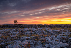 autumn,lone tree,lowlands,red,september,twilight,walls