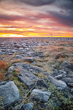 autumn,lone tree,lowlands,november,pick-lowland,sunrise