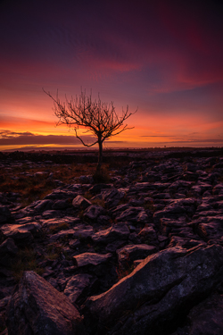 autumn,december,lone tree,lowlands,pink,twilight,walls