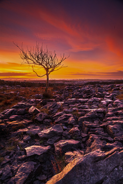 autumn,december,lone tree,lowlands,pink,twilight,walls