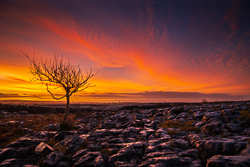 autumn,december,lone tree,lowlands,pink,twilight,walls