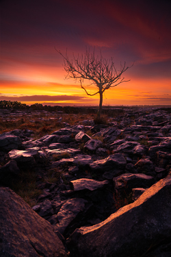 autumn,december,lone tree,lowlands,pick-lowland,orange,portfolio,twilight,walls,monthly-pick,drama