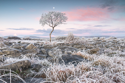 autumn,december,frost,limited,lone tree,moon,twilight,hoarfrost,lowland,dawn,portfolio,pick-lowland