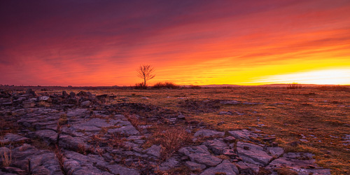 dawn,lone tree,lowlands,march,panorama,red,twilight,winter