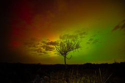 astro,aurora,january,lone tree,lowland,night,winter