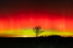 astro,aurora,january,lone tree,lowland,night,winter
