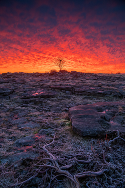february,lone tree,lowland,pick-lowland,red,roots,twilight,winter,portfolio,drama,limited