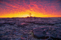 february,lone tree,lowland,pick-lowland,red,roots,twilight,winter