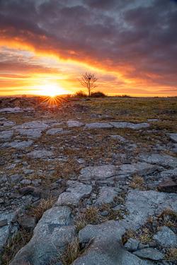 april,golden,lone tree,lowlands,pick-lowland,portfolio,spring,sunrise,sunstar
