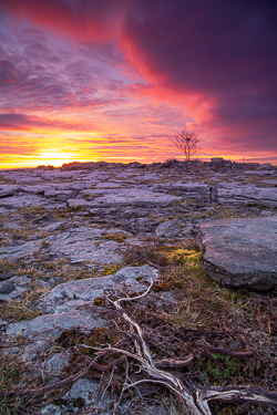 april,lone tree,lowlands,pick-lowland,red,spring,sunrise,twilight