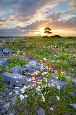 flower,june,lone tree,spring,sunrise,lowland,portfolio,golden