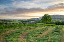 golden,hay,lone tree,lowlands,may,spring,sunset,monthly-pick