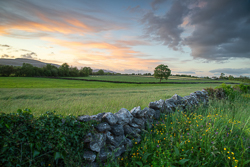 golden,lone tree,lowlands,may,spring,sunset